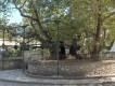 Hipocates Plane Tree Kos Town