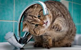 If your cat is drinking more than usual it could be a first sign of diabetes